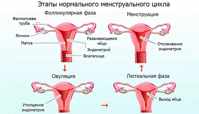 этапы менструального цикла