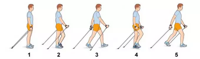 техника скандинавской ходьбы