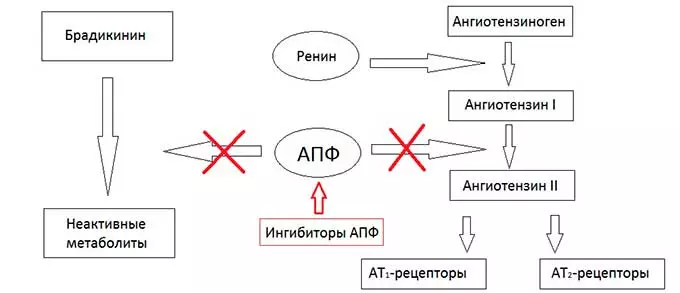механизм действия препаратов группы Ингибиторы АПФ