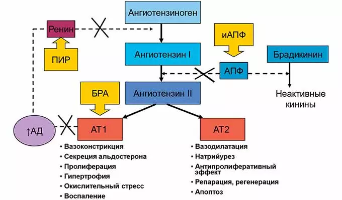 Схема действия ангиотензина 2 рецепторов антагонистов
