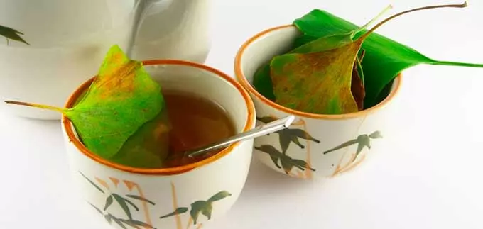 Чай из гингковых листьев